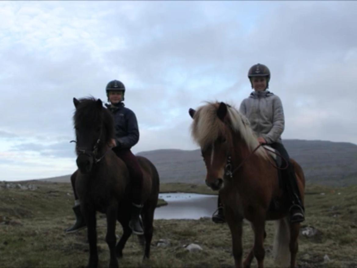 Islænder Sæla frá Havnardali billede 18
