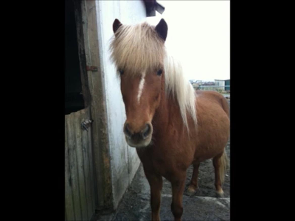 Islænder Sæla frá Havnardali billede 19