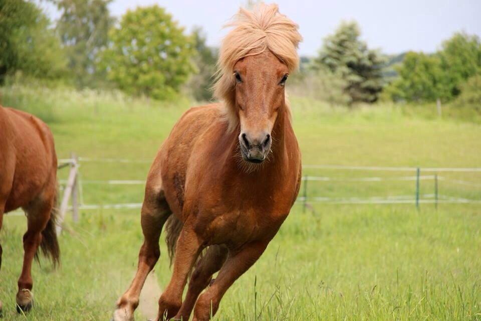 Islænder Dreki fra Hoelgaard billede 3