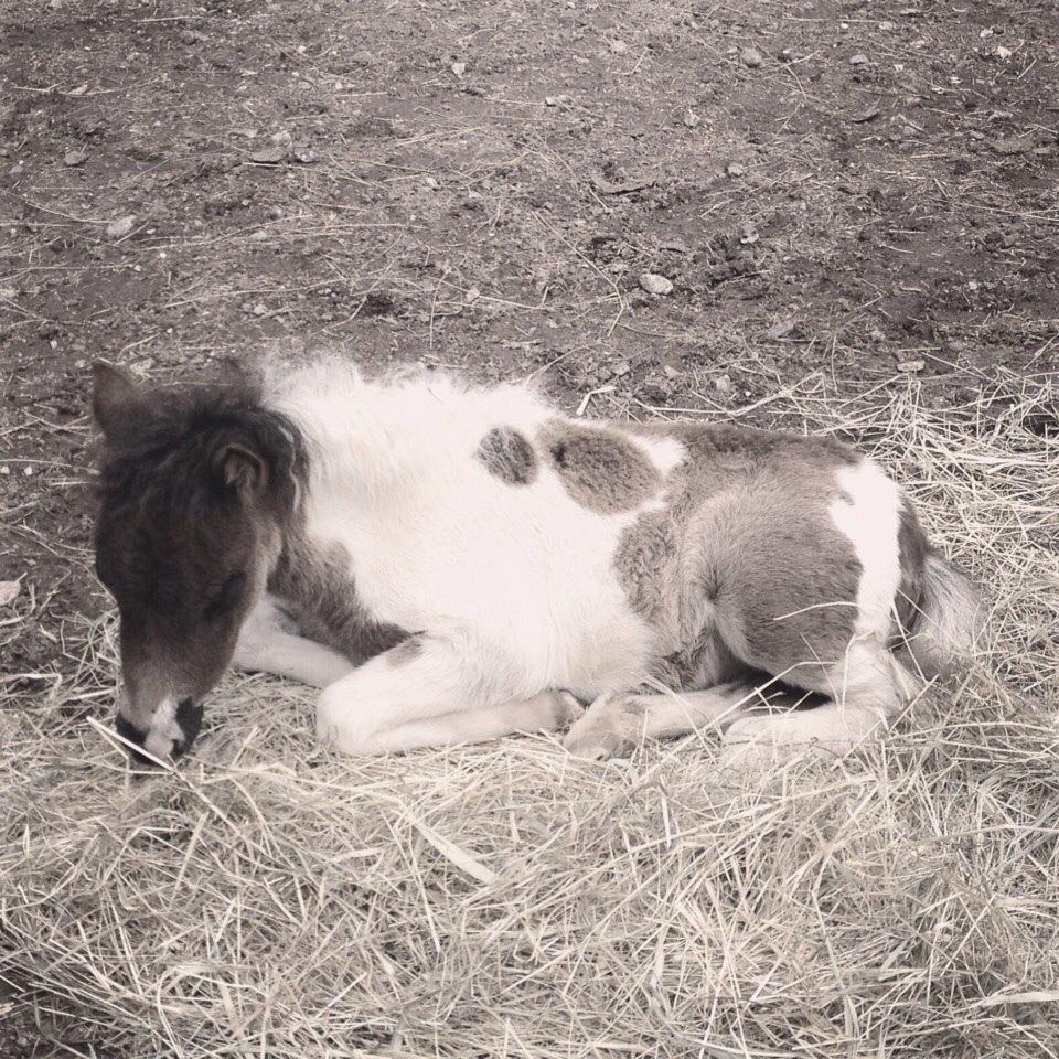 Miniature Kastaniehøjs Theodor billede 5