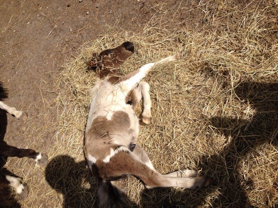 Miniature Kastaniehøjs Theodor billede 6