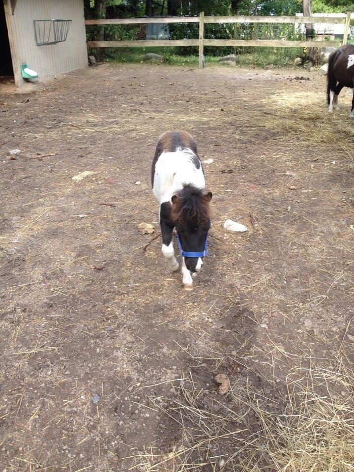 Miniature Kastaniehøjs Theodor billede 8