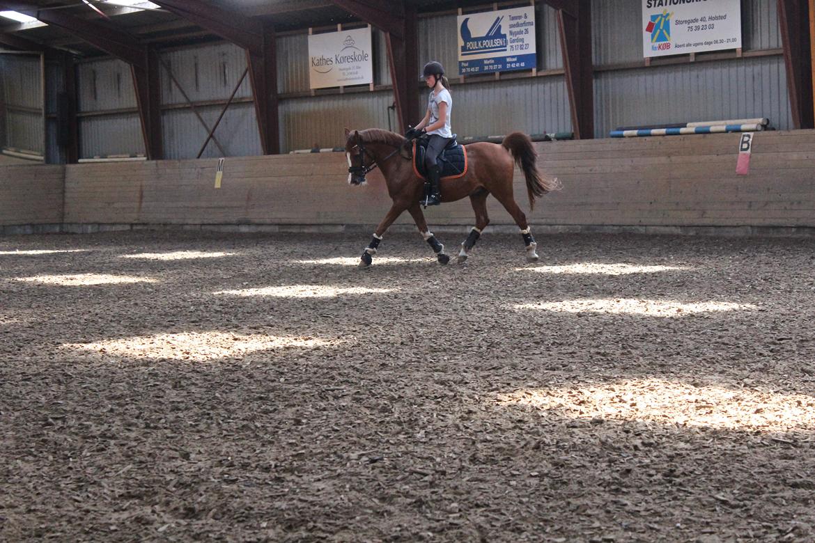 Arabisk fuldblod (OX) Stuntvil OX - Træning d. 23 aug billede 20