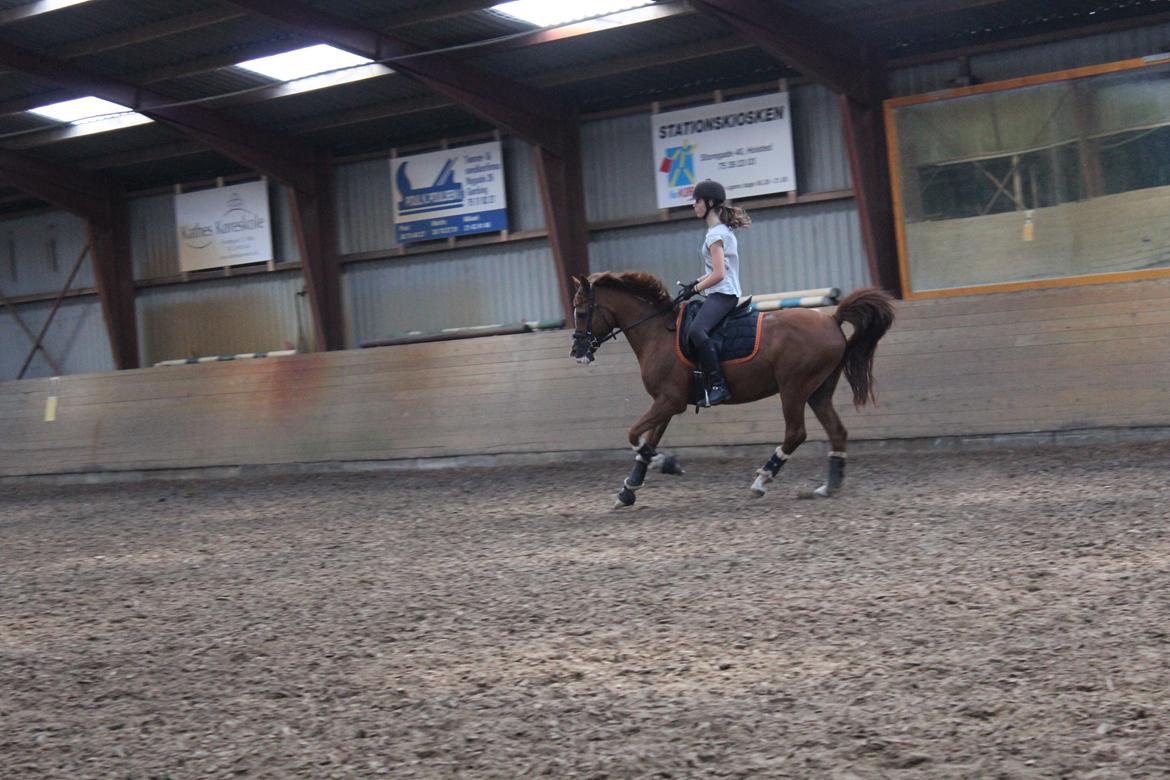 Arabisk fuldblod (OX) Stuntvil OX - Træning d. 23 aug billede 12