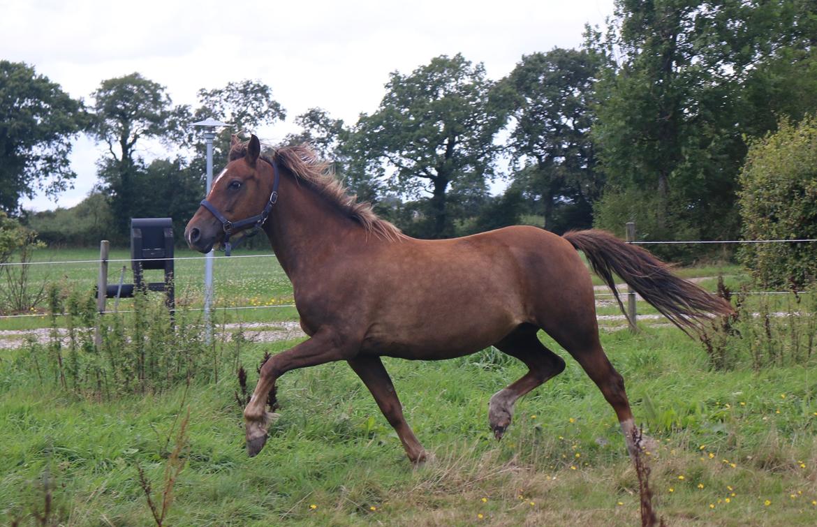 New Forest Freja billede 1