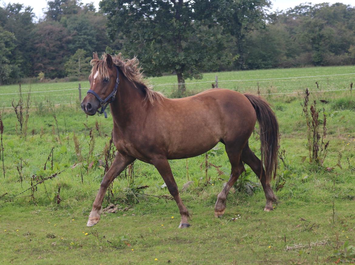 New Forest Freja billede 13