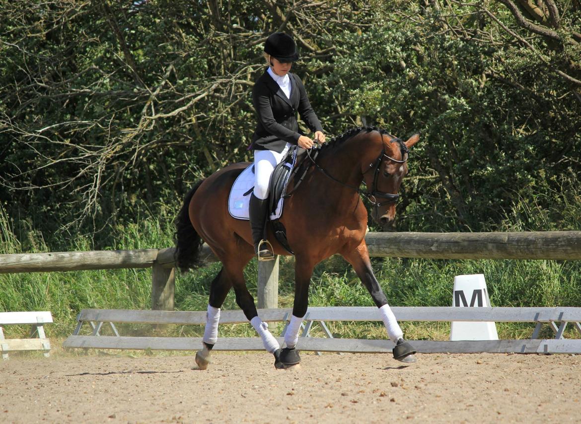 Dansk Varmblod Chelina - Første stævne - LD1, 71,12 og LD2, 69,05 billede 7