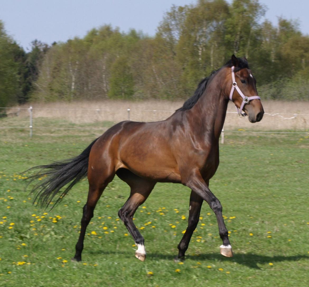 Dansk Varmblod Chelina - Chelina - 4 år billede 10