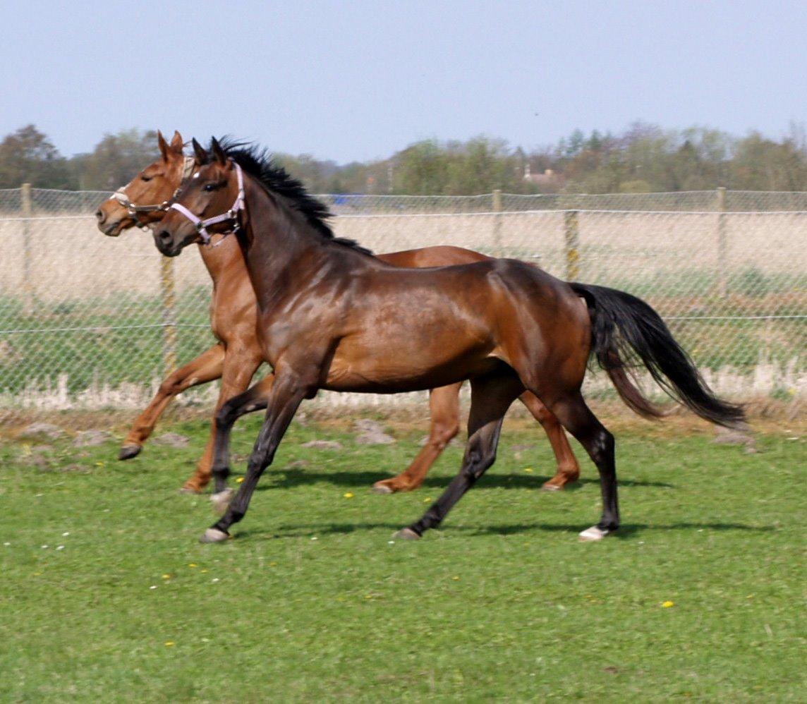 Dansk Varmblod Chelina - Chelina - 4 år billede 15