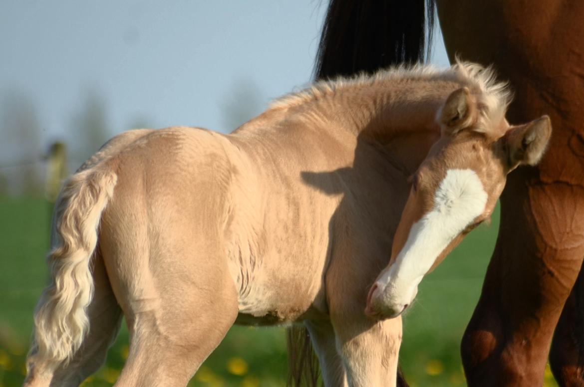 Palomino Stensgaardens Copyright billede 2