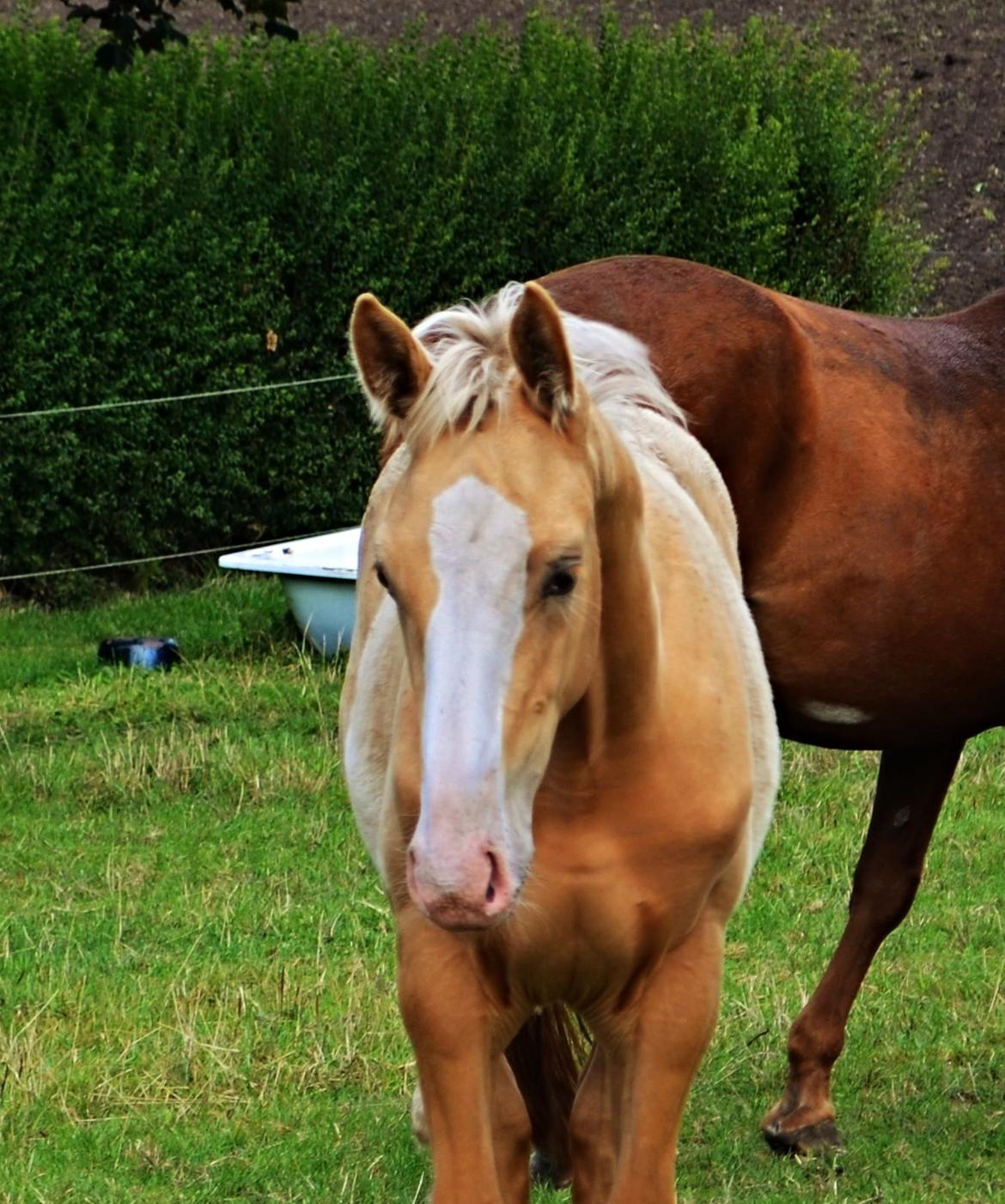 Palomino Stensgaardens Copyright billede 5