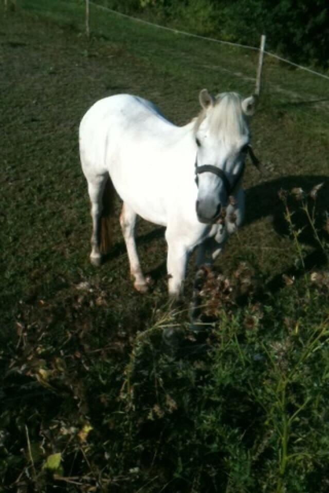 Welsh Pony (sec B) Skovbjergs Choice billede 3