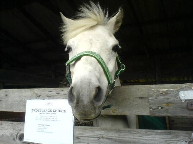 Welsh Pony (sec B) Skovbjergs Choice billede 1