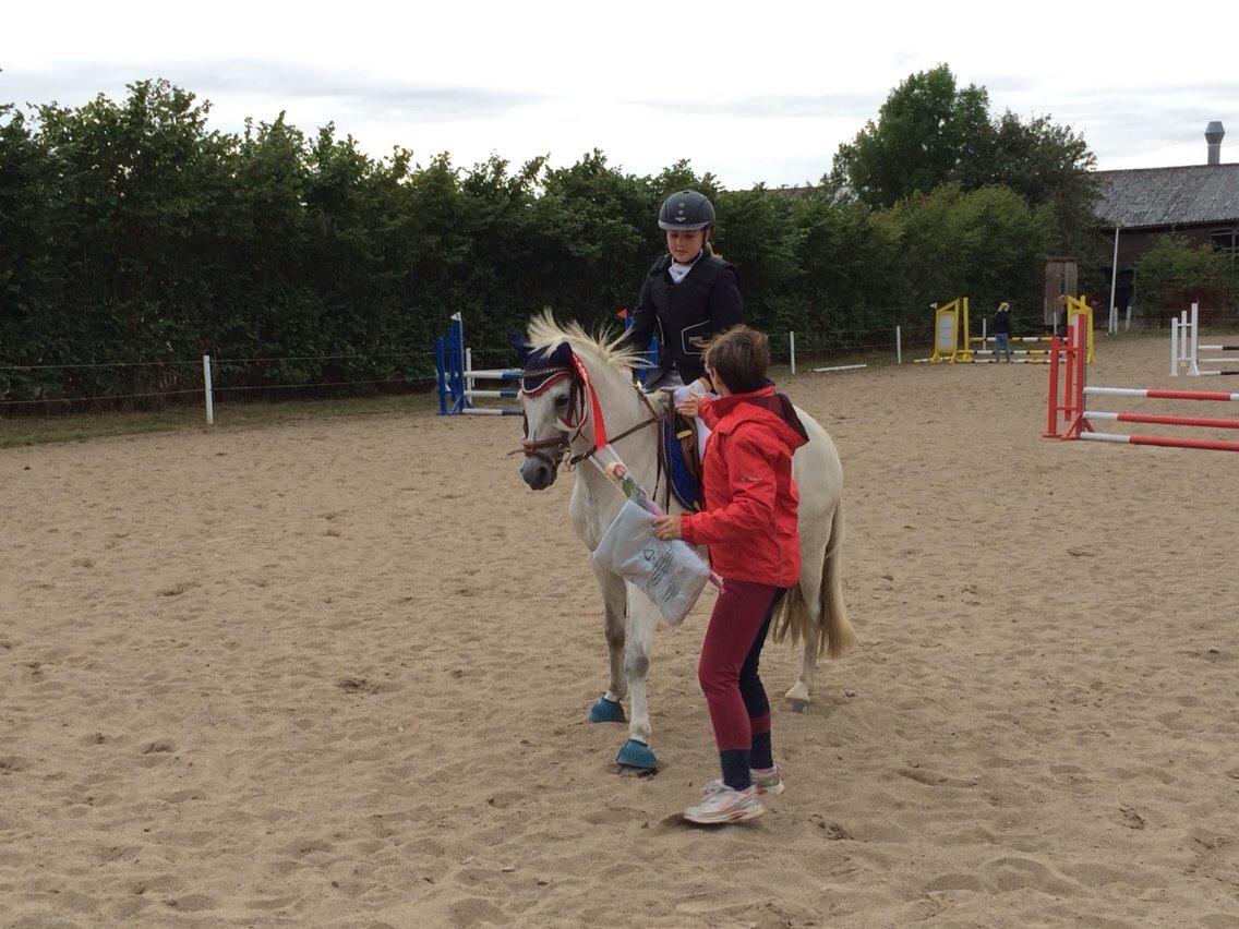 Welsh Pony (sec B) Skovbjergs Choice billede 5