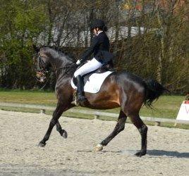 Dansk Varmblod Liva - Galop øgning. Stævne i Sdr Hygum billede 2