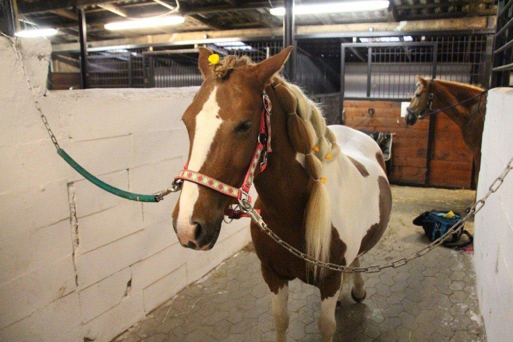 Anden særlig race Jasmin<3 Tidl. Part!<3 - Striglekonkurrence efterår 2014 billede 10