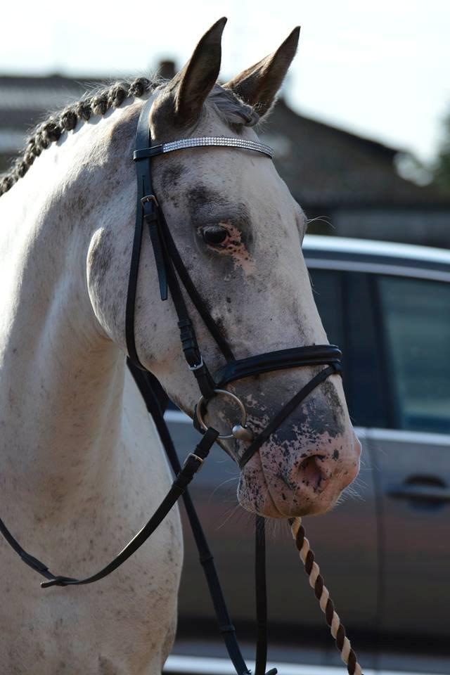 Knabstrupper Belle (Pippi) billede 14