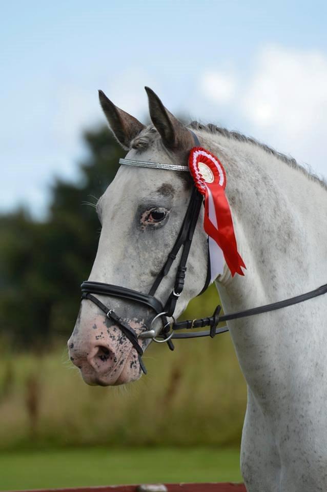 Knabstrupper Belle (Pippi) billede 1