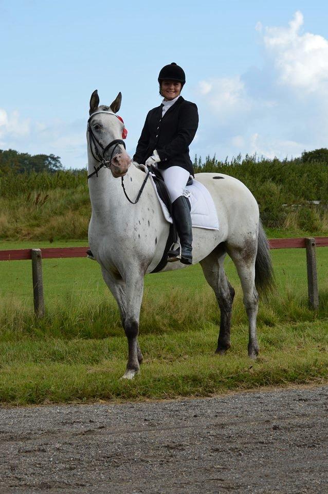 Knabstrupper Belle (Pippi) billede 7