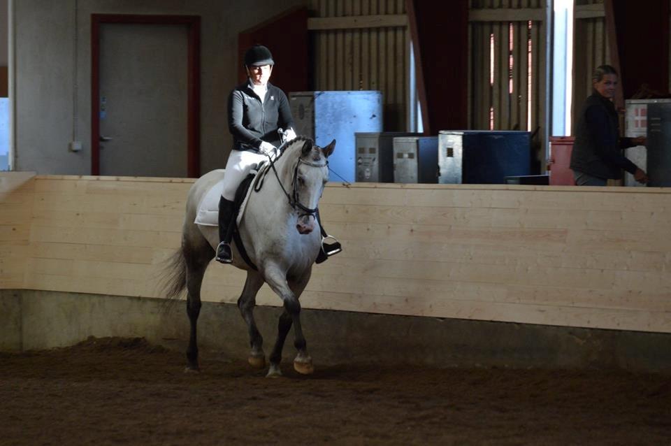 Knabstrupper Belle (Pippi) billede 10