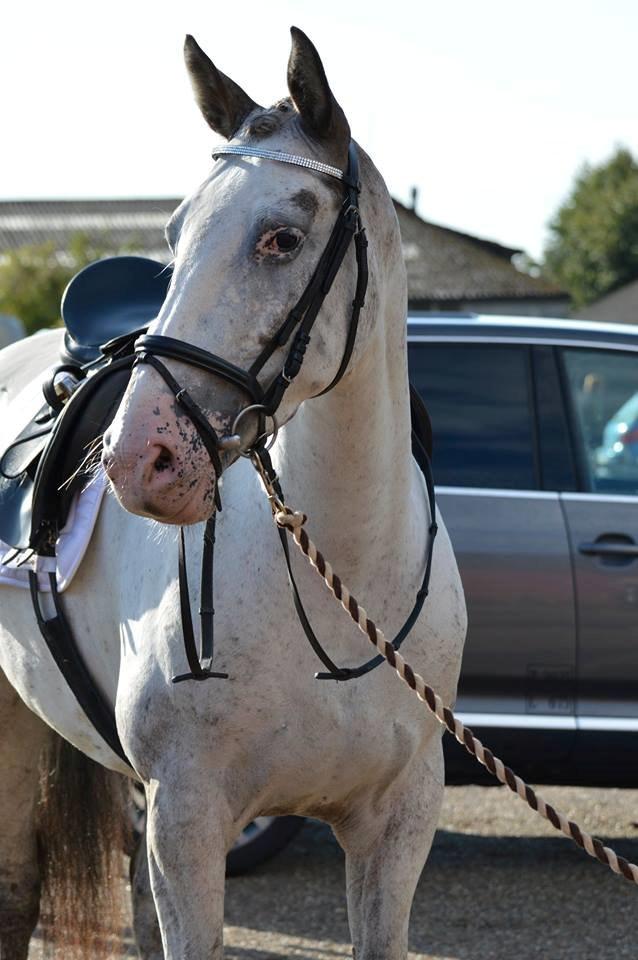 Knabstrupper Belle (Pippi) billede 8