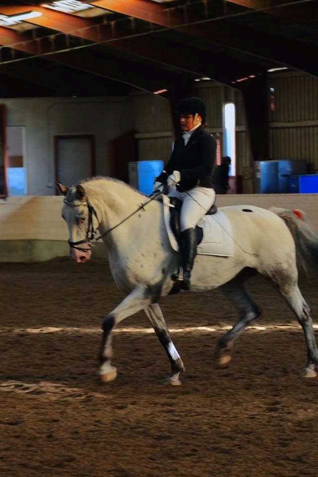 Knabstrupper Belle (Pippi) billede 12