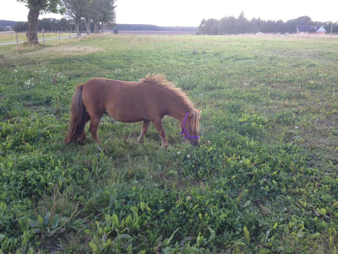 Shetlænder Bella billede 3