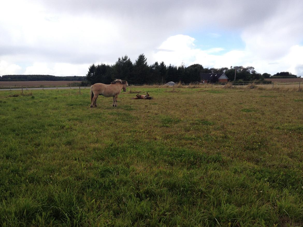 Shetlænder Bella billede 4