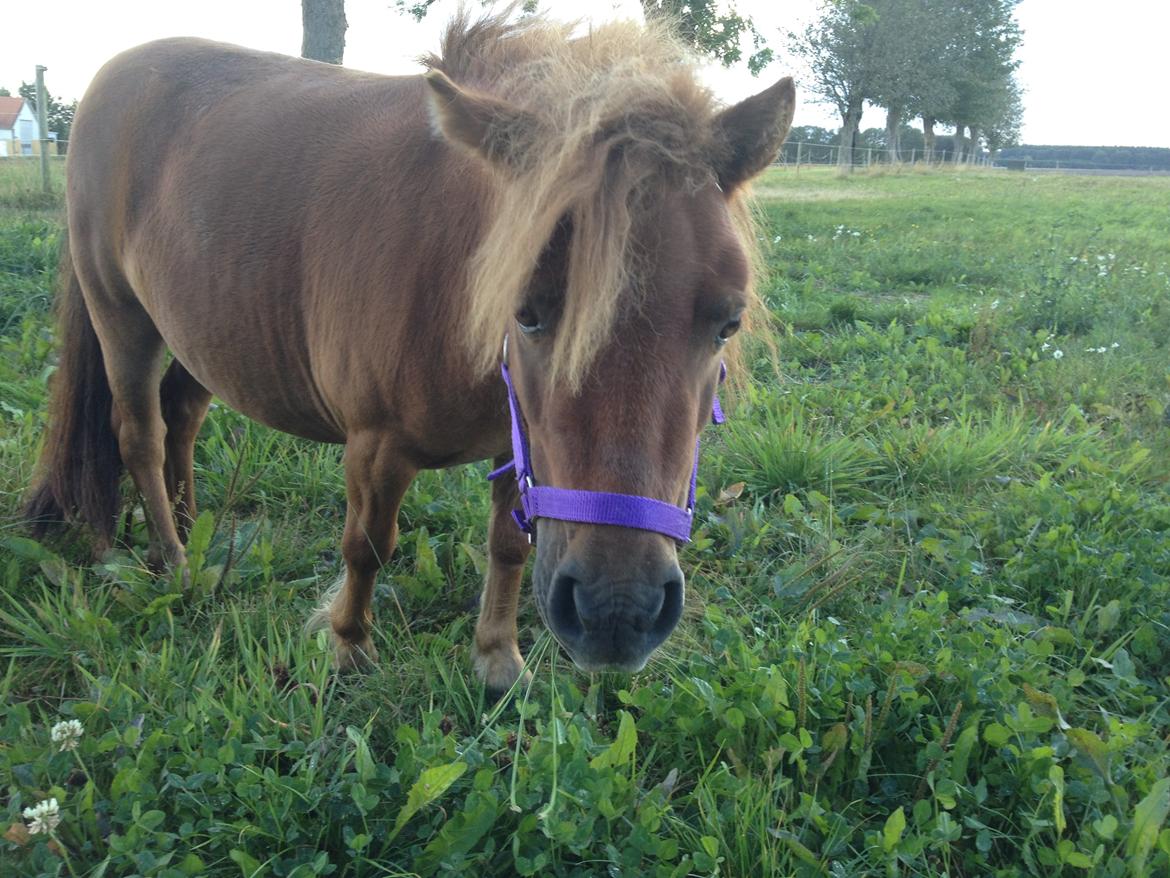 Shetlænder Bella billede 6