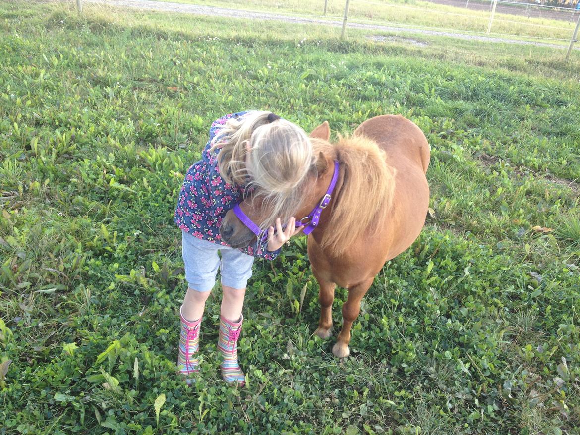 Shetlænder Bella billede 7