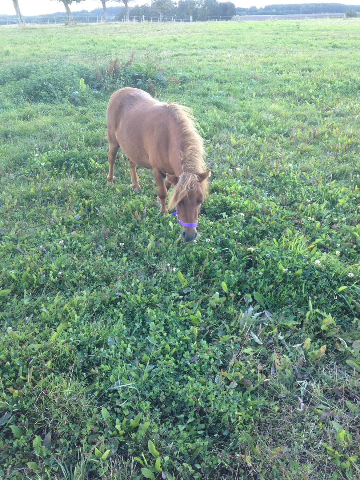 Shetlænder Bella billede 8