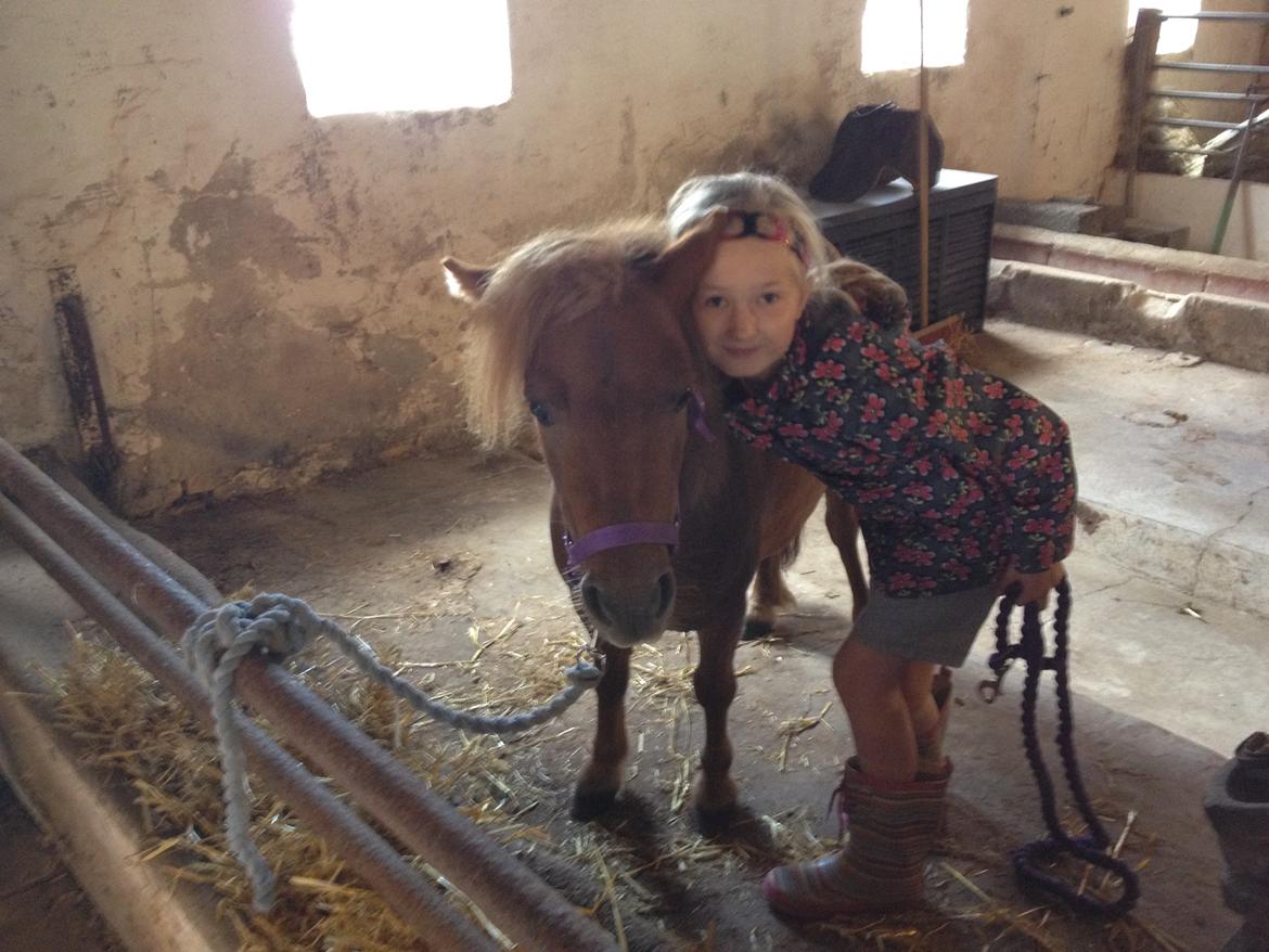 Shetlænder Bella billede 9