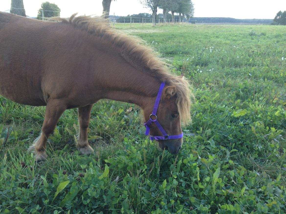 Shetlænder Bella billede 5