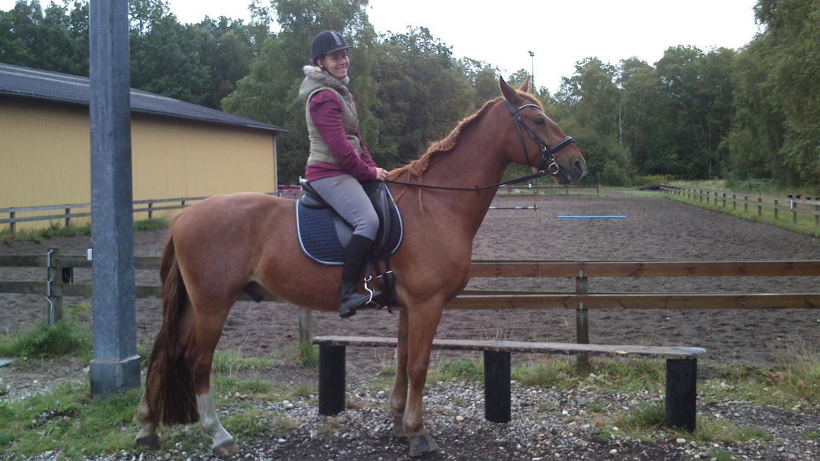 Frederiksborg Smakkerup's Tayson - Fra vores sidste skovtur d. 24/8-14 billede 11