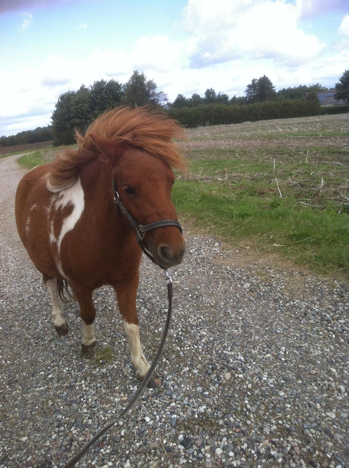 Anden særlig race Boo Lee (aka Gurli) billede 9