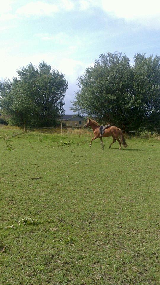 New Forest søndermarkens liv *tidligere hest* - fin trav, første gang med sadel billede 3