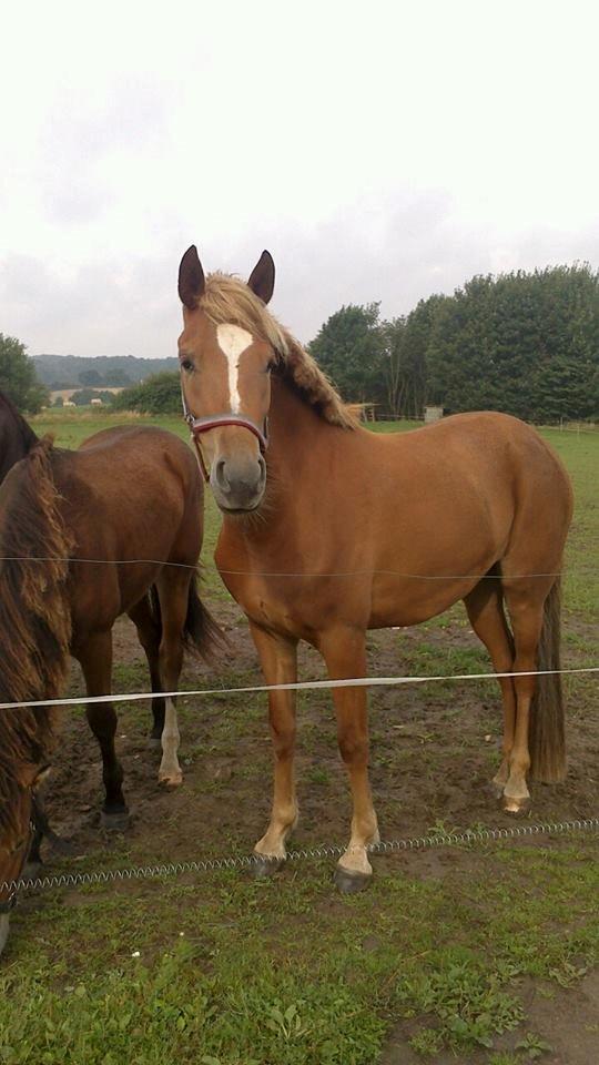 New Forest søndermarkens liv *tidligere hest* - smukkeste pony, netop hjemvendt fra elmholt, med føl i mavsen efter pedro billede 9