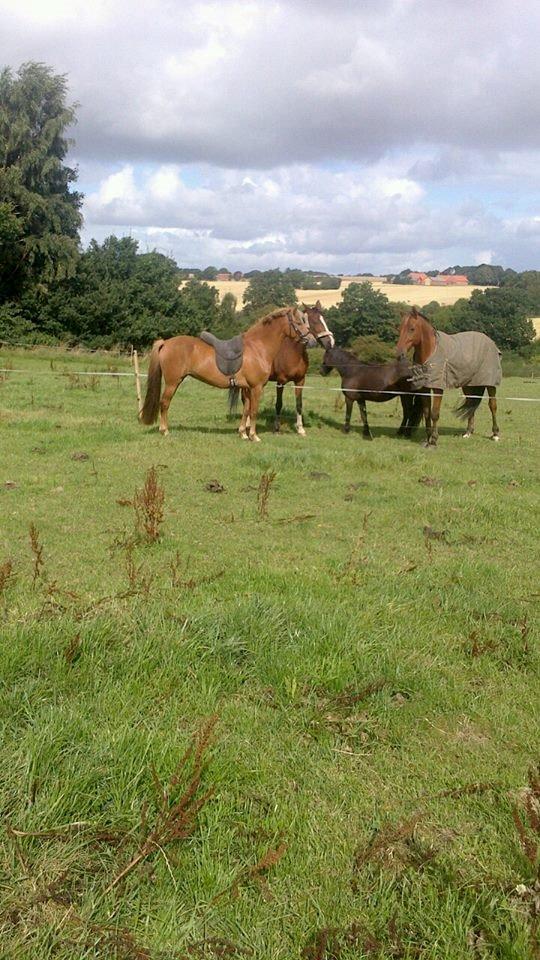 New Forest søndermarkens liv *tidligere hest* - liv hilser på de store heste, første gang med sadel billede 2