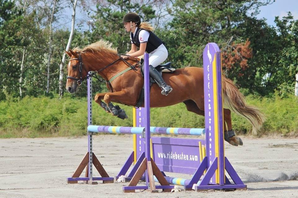 Appaloosa Sequoia van de lorkeershoeve <3 - HUR August 2014 foto: Sofie billede 9