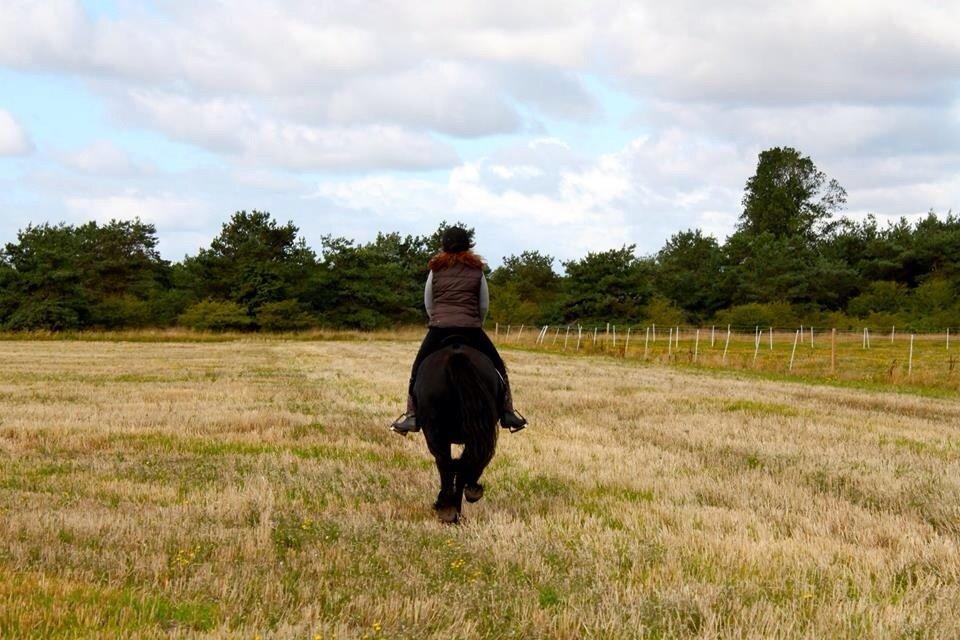 Fell pony Ellegaards Donna billede 29