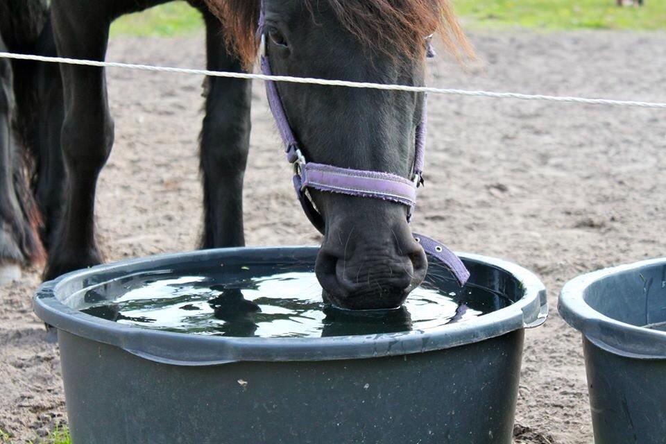 Fell pony Ellegaards Donna billede 1