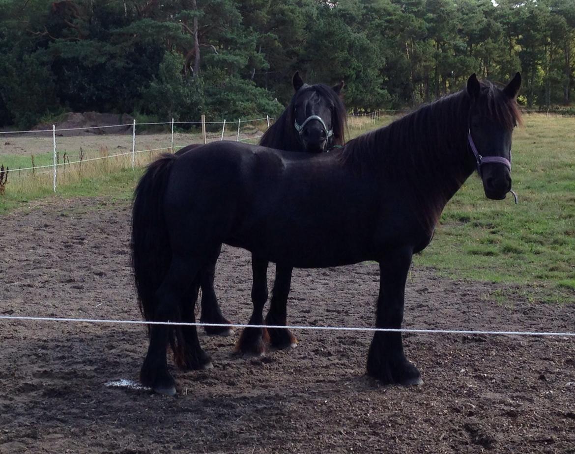 Fell pony Ellegaards Donna billede 26