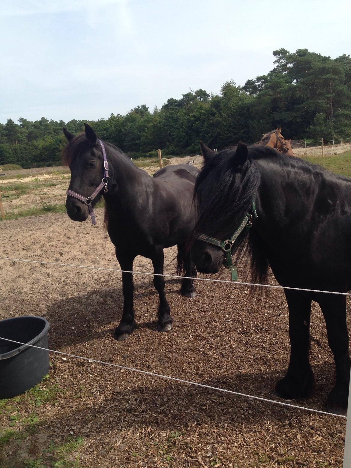 Fell pony Ellegaards Donna billede 27