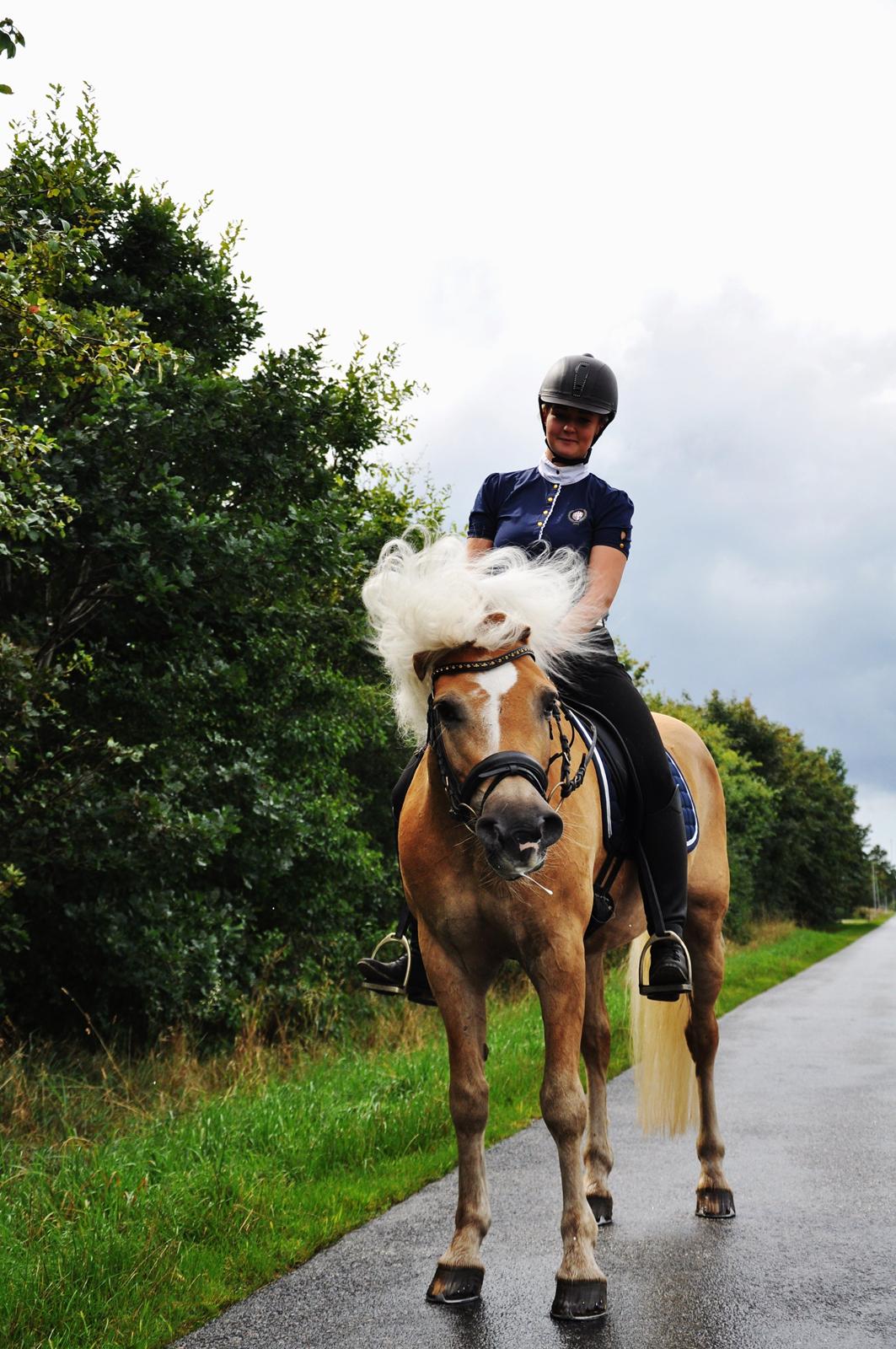 Haflinger Stachus billede 7