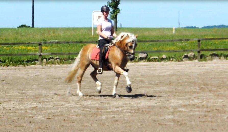 Haflinger Stachus billede 12