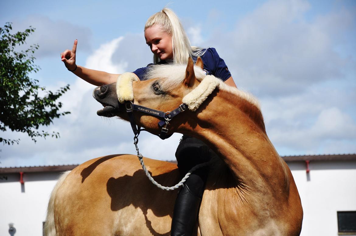 Haflinger Stachus billede 4