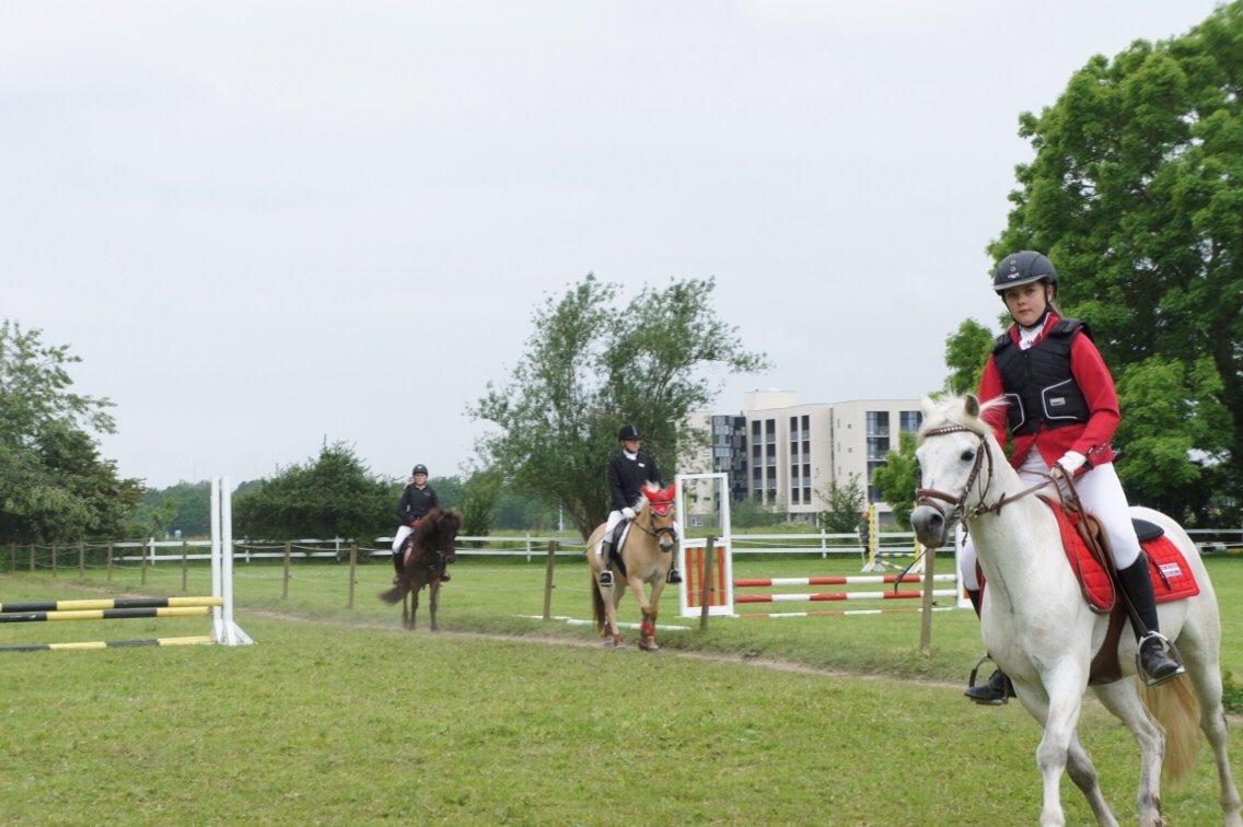 Welsh Pony (sec B) Skovbjergs Choice billede 6