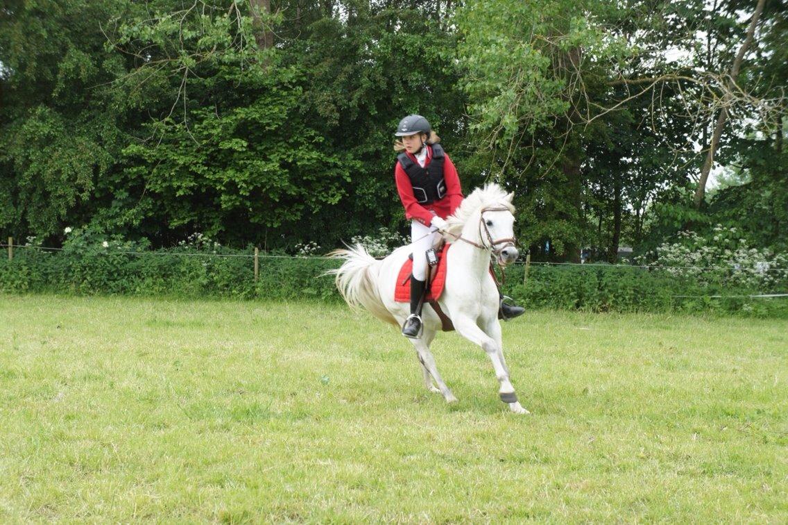 Welsh Pony (sec B) Skovbjergs Choice billede 7