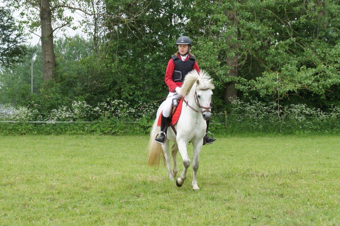 Welsh Pony (sec B) Skovbjergs Choice billede 8