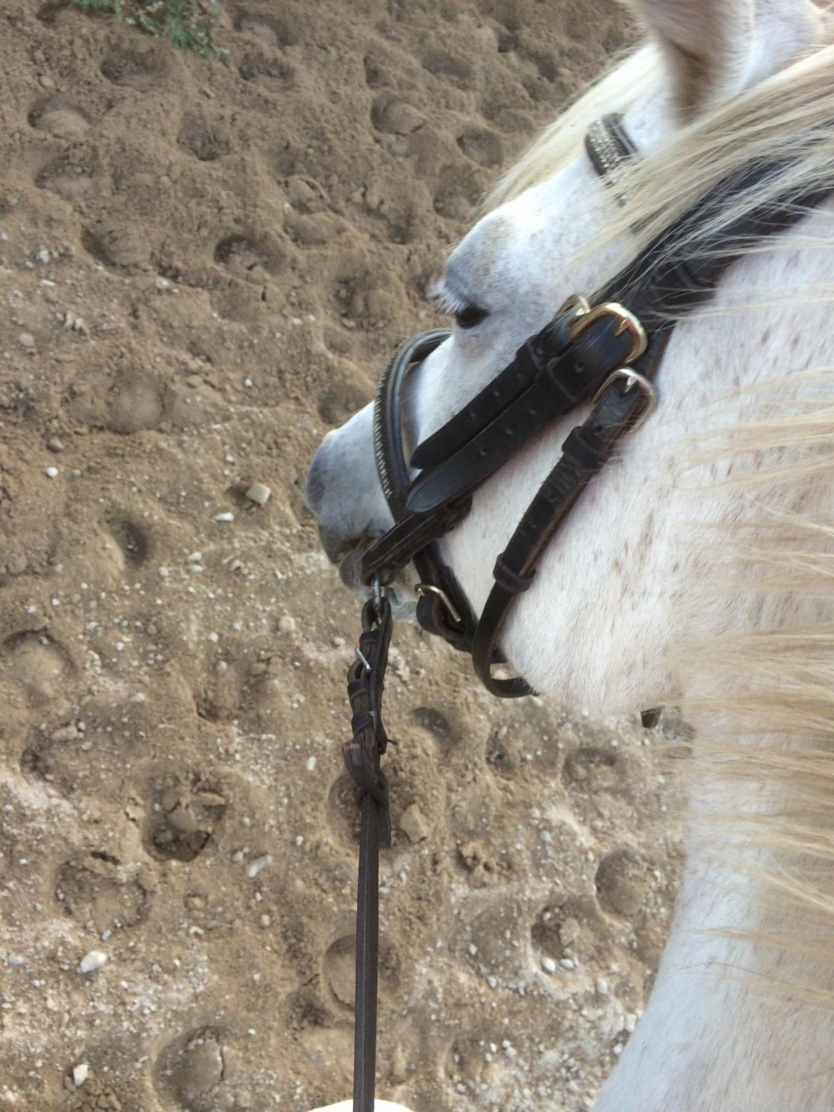 Welsh Pony (sec B) Skovbjergs Choice billede 10